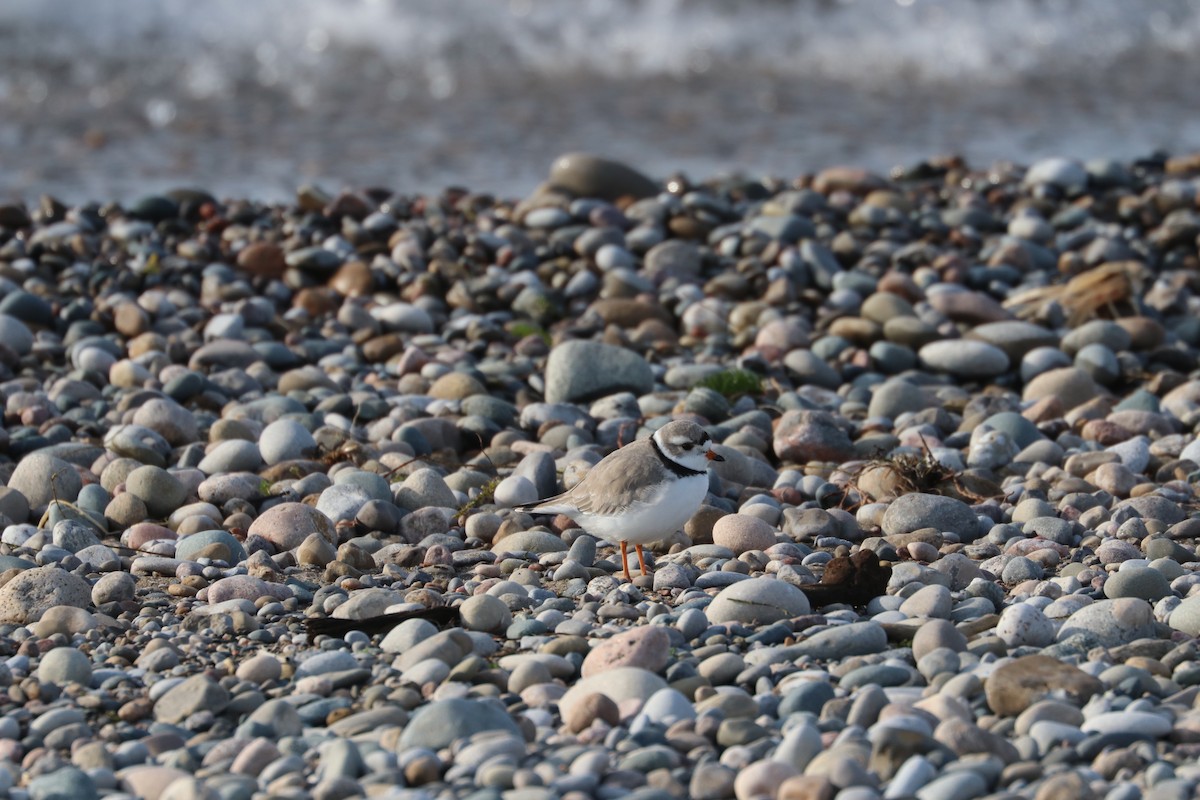 Piping Plover - ML561877111