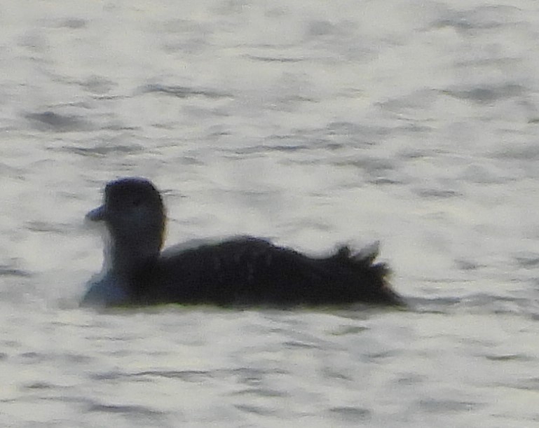 Common Loon - ML561878541