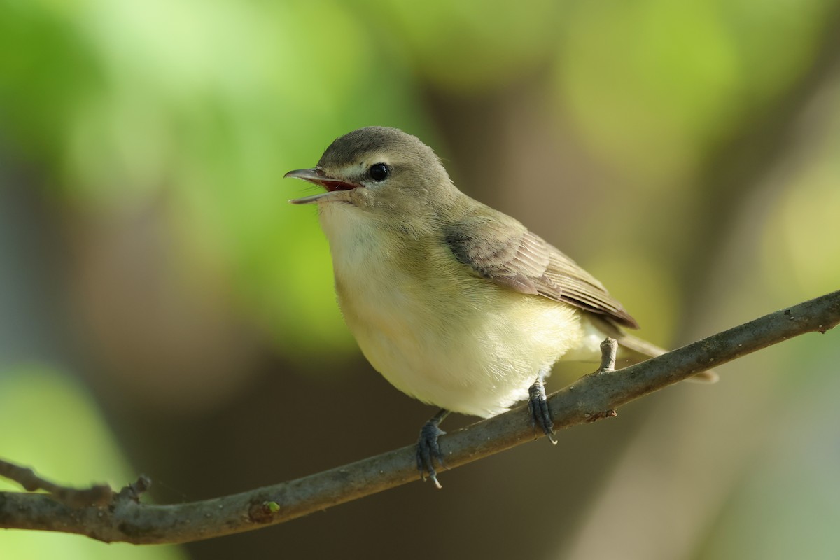 Warbling Vireo - ML561878551