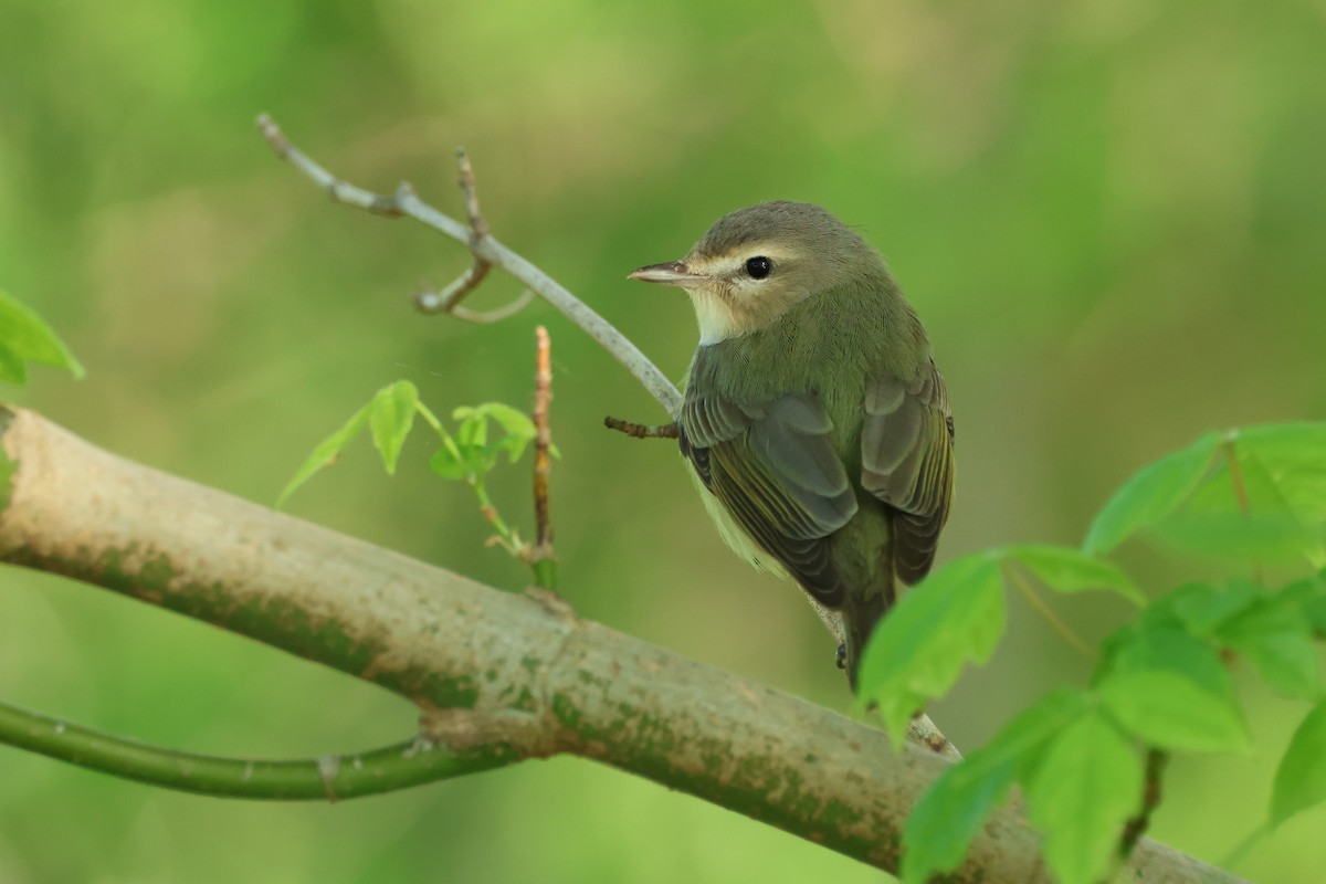 Warbling Vireo - ML561878571