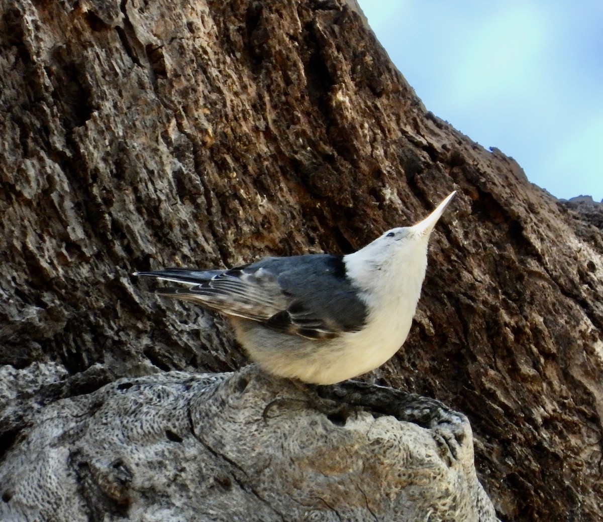 White-breasted Nuthatch - ML561878691