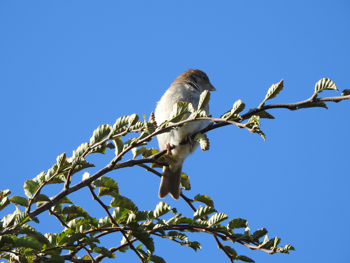 House Sparrow - ML561878911