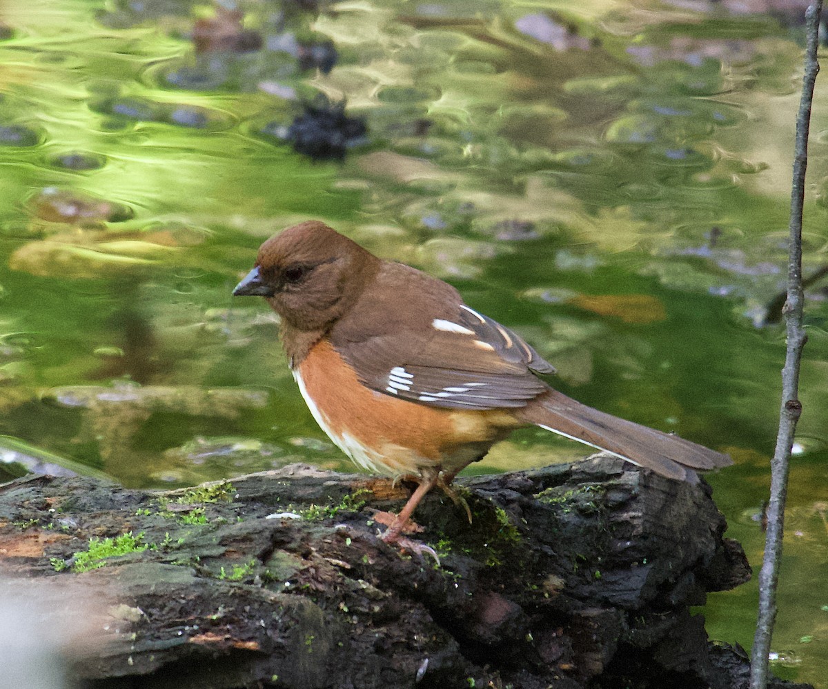 Eastern Towhee - ML561879311