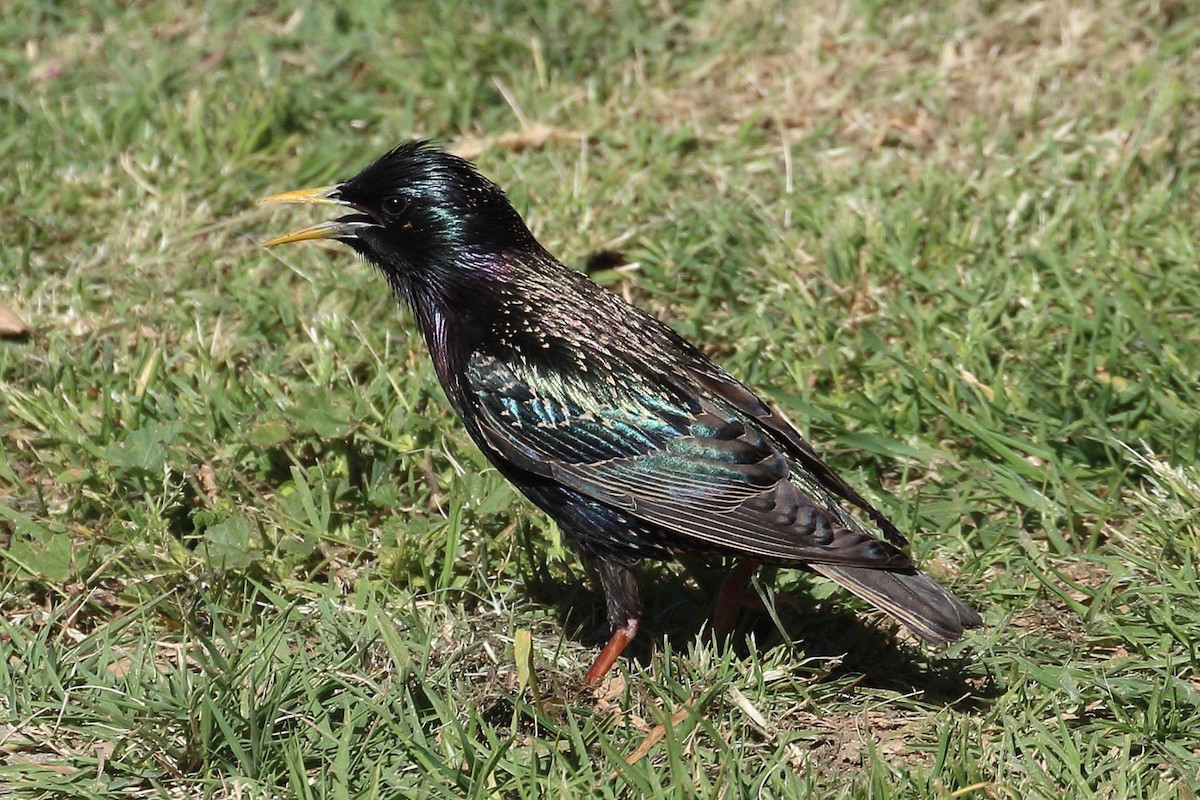 European Starling - ML561879351