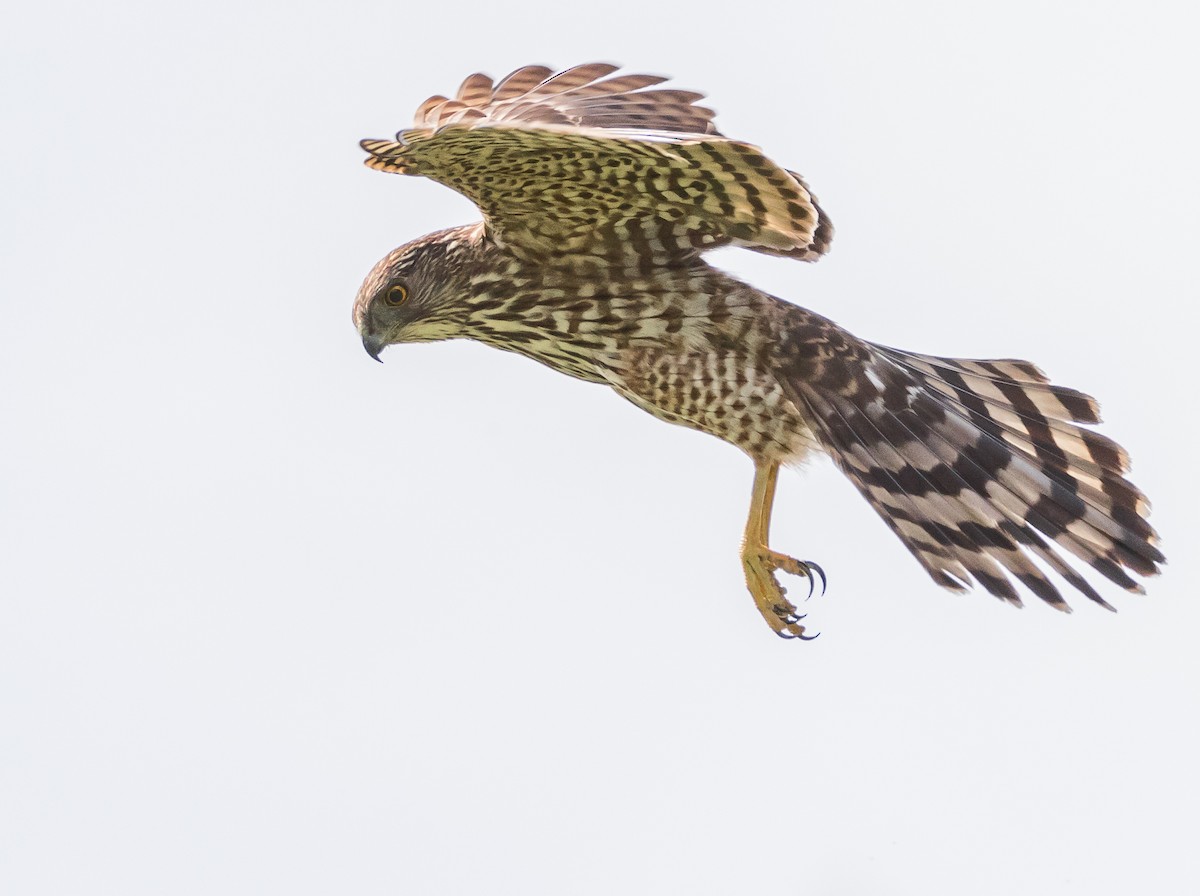 Cooper's Hawk - ML56187991