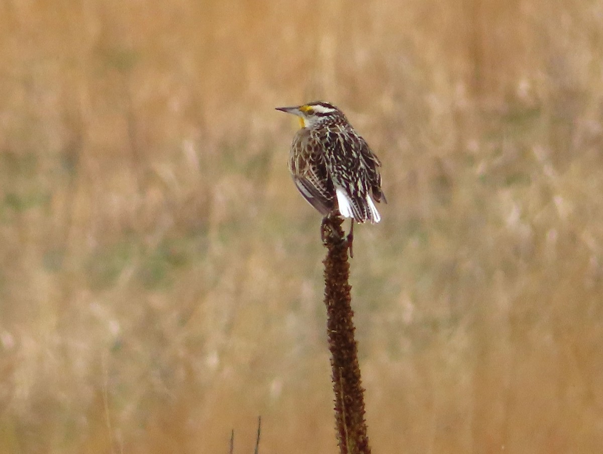 Eastern Meadowlark - Charles Henrikson