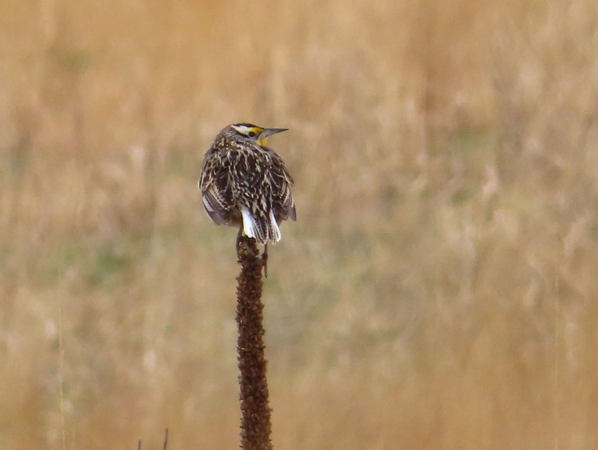 Eastern Meadowlark - Charles Henrikson