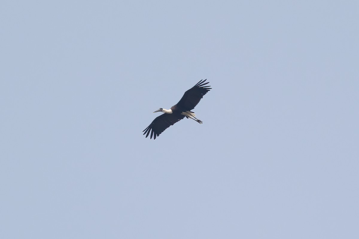 Asian Woolly-necked Stork - ML561881011