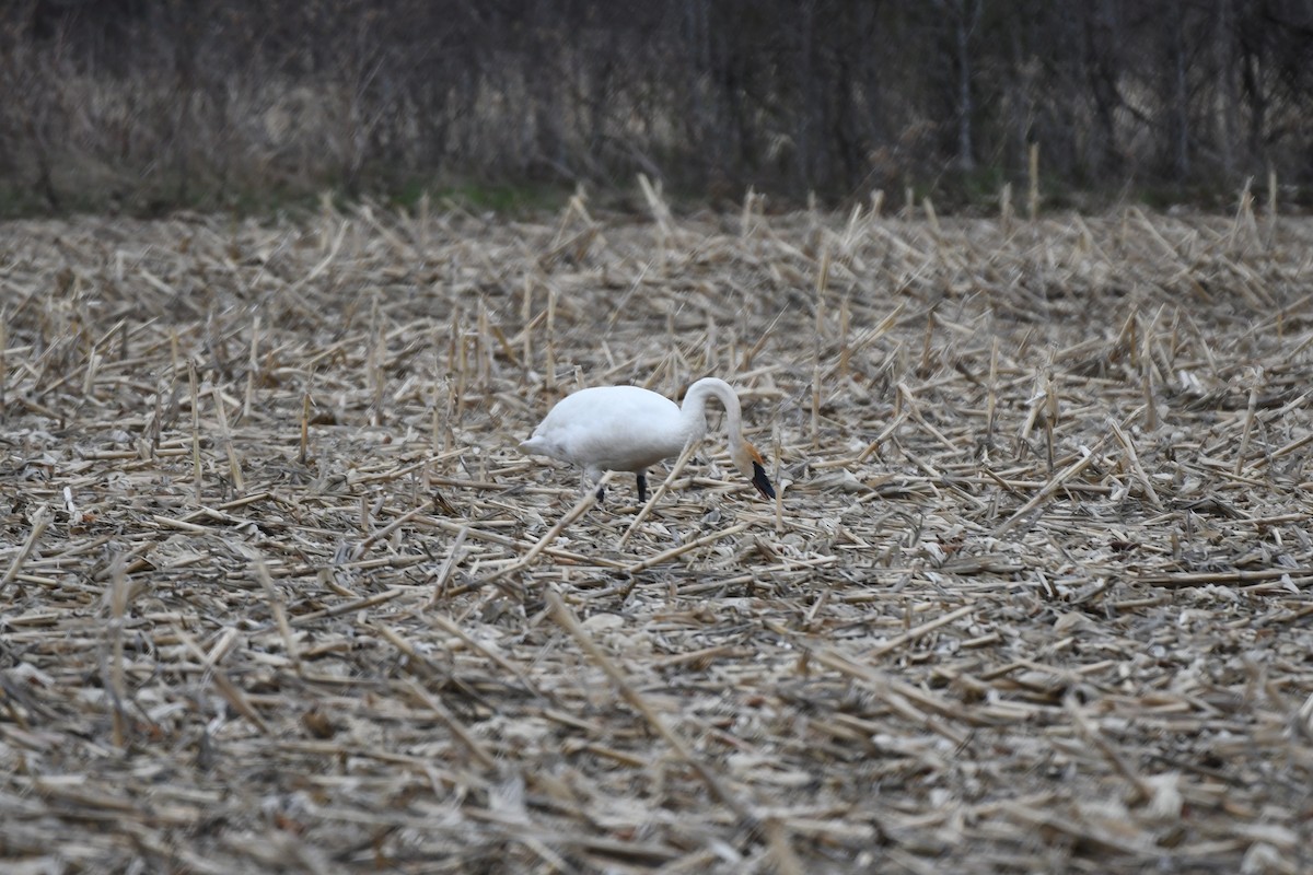 Trumpeter Swan - ML561881521