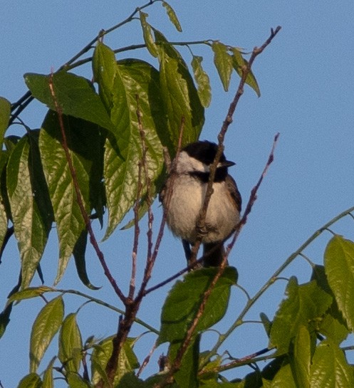 Carolina Chickadee - ML561882001