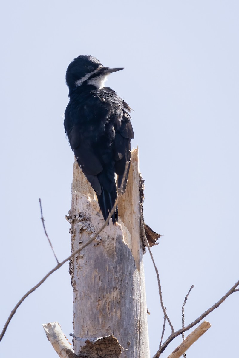 Black-backed Woodpecker - ML561882691