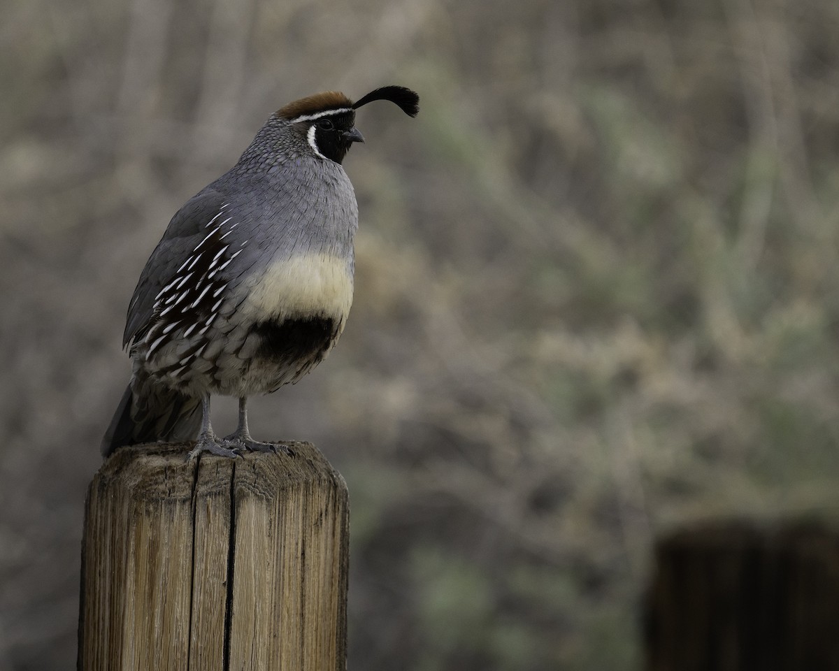 Gambel's Quail - ML561883181