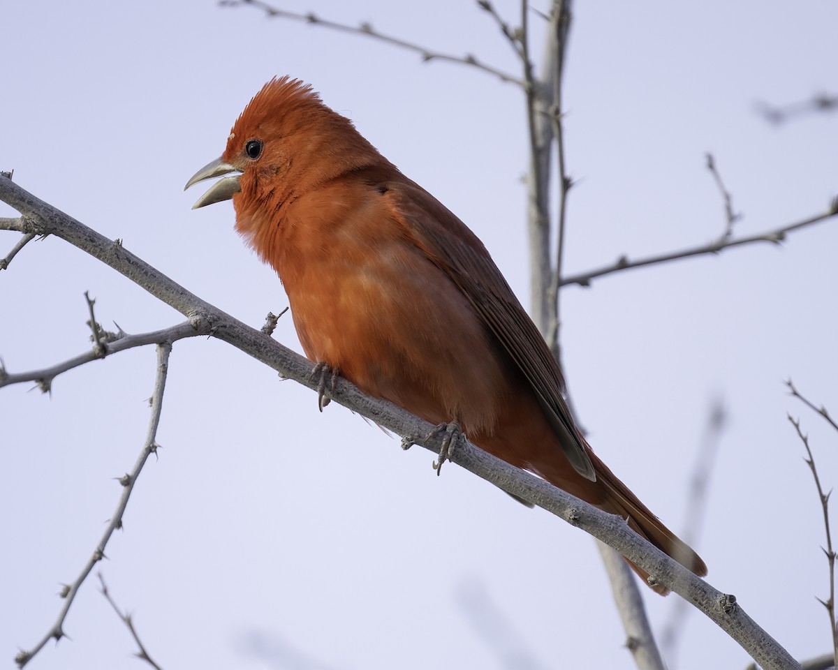 Summer Tanager - Scott Krammer