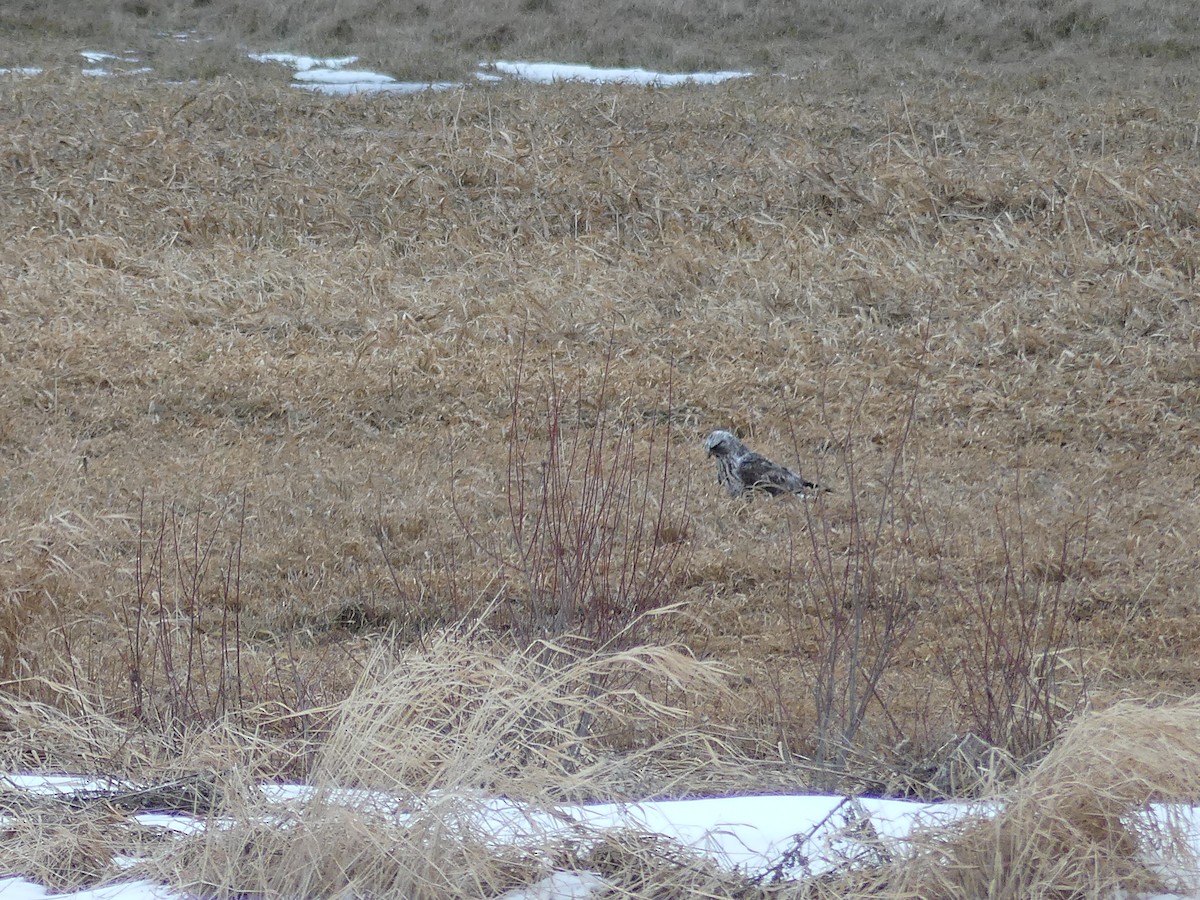 Rough-legged Hawk - ML561883851