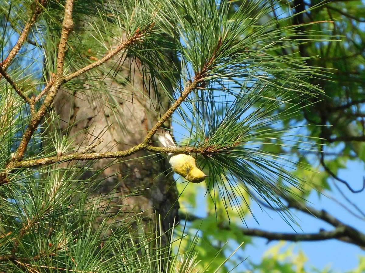 Pine Warbler - ML561884431