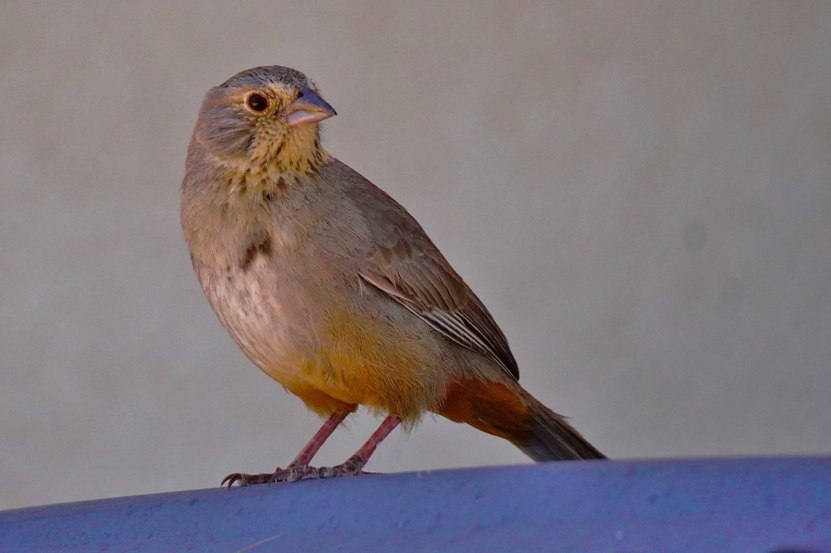 Canyon Towhee - ML561885391