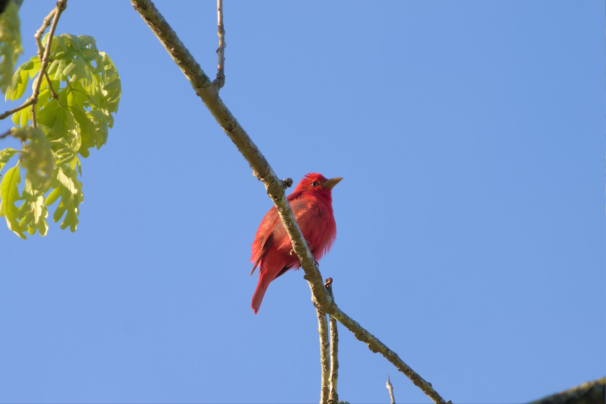 Summer Tanager - ML561885971