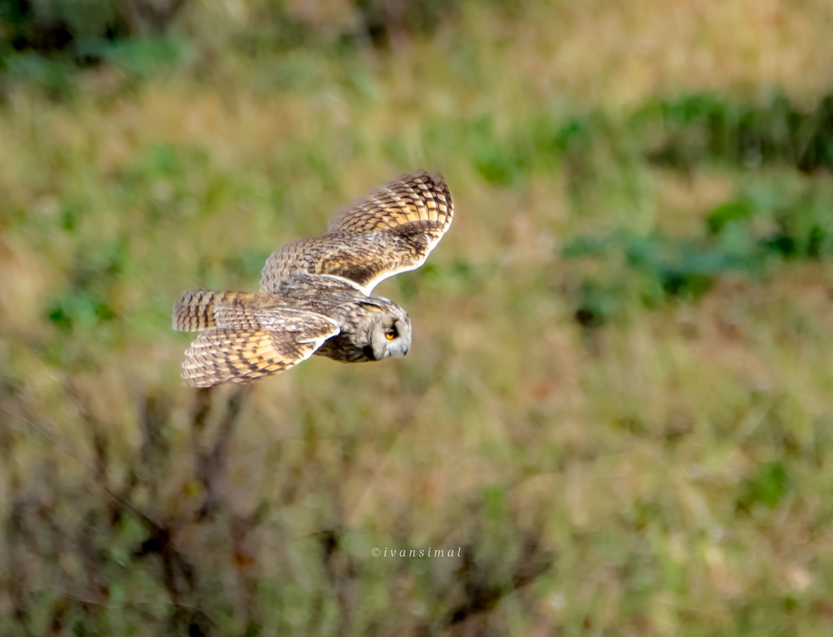 Long-eared Owl - Ivan Simal Fernández