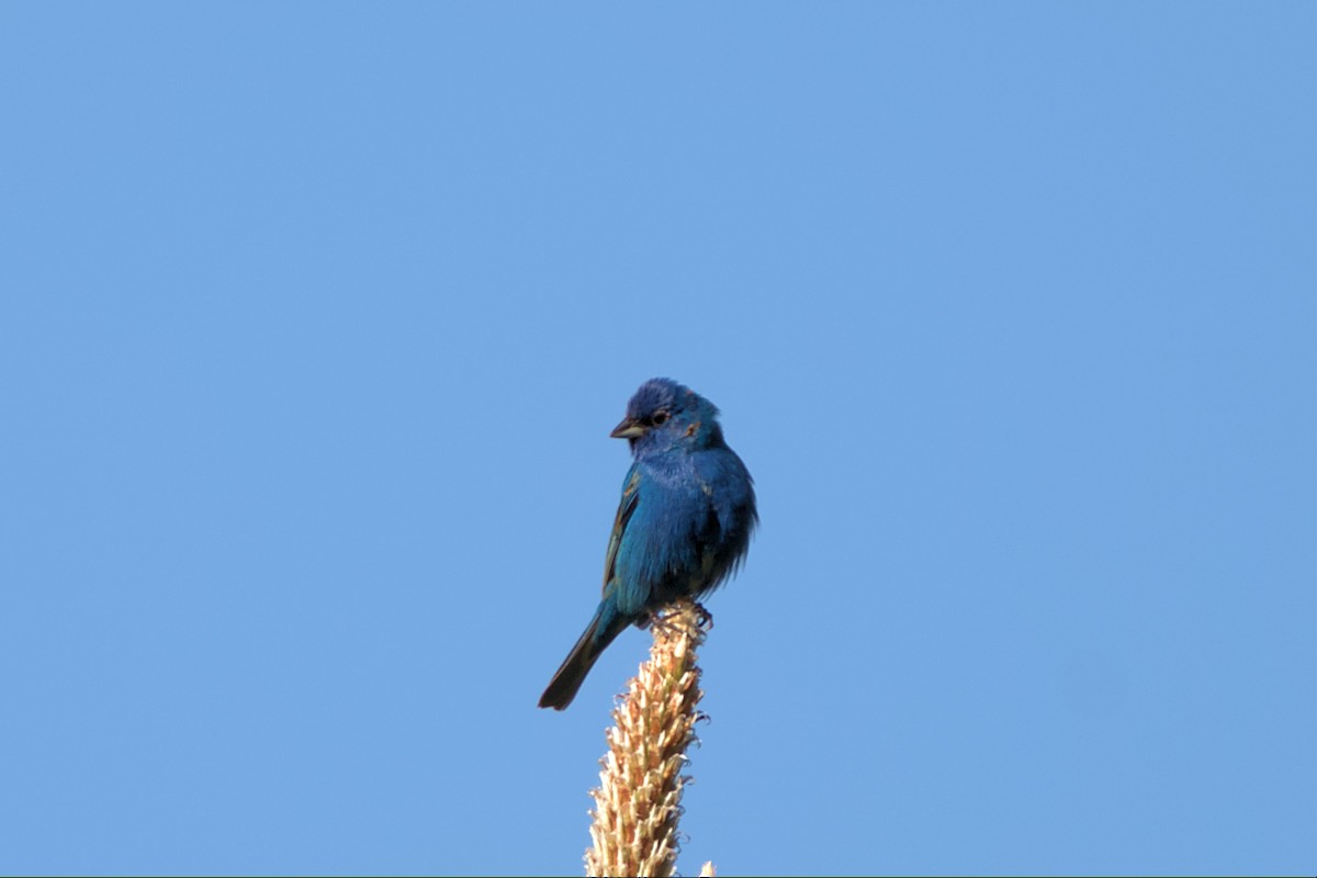 Indigo Bunting - Mark Montazer