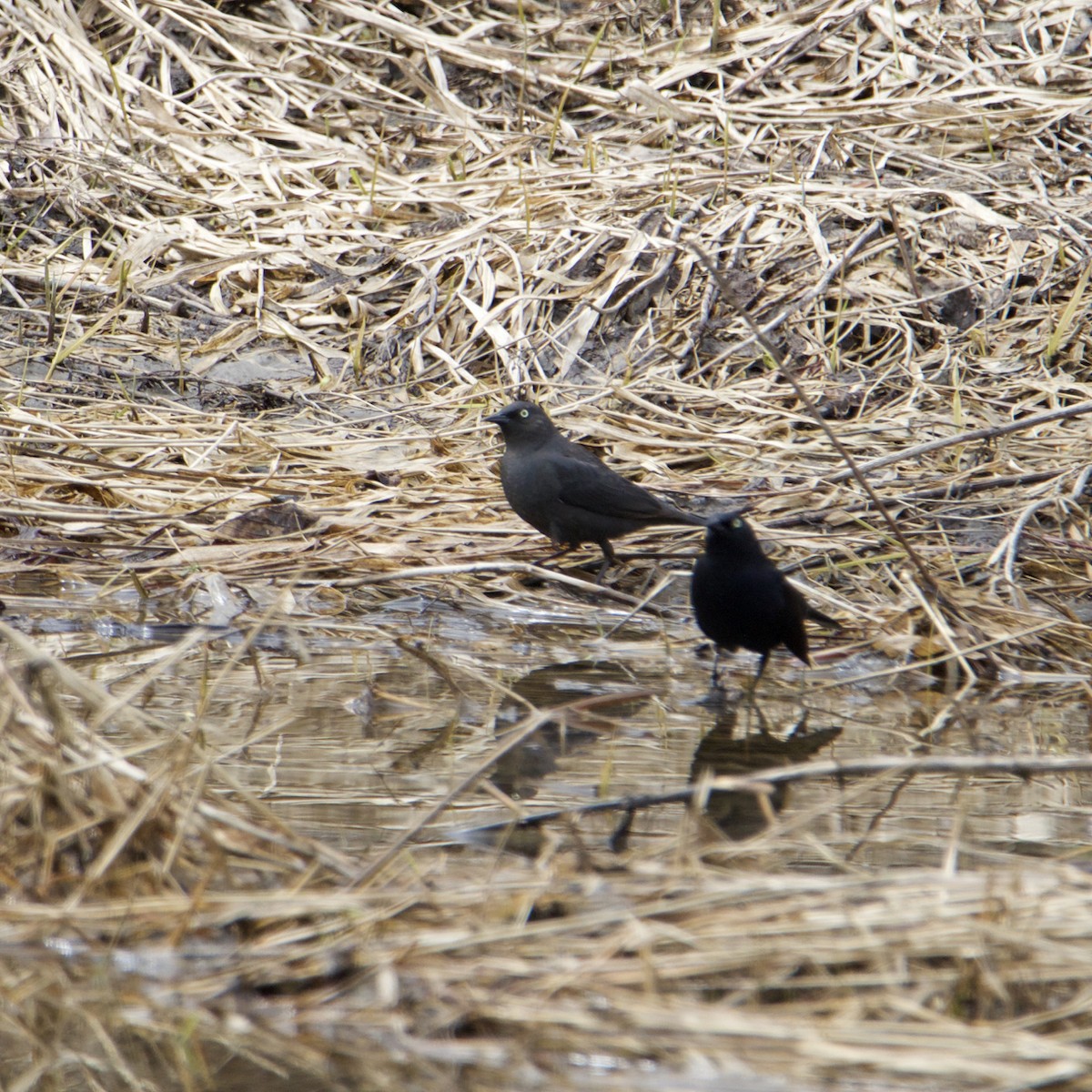 Rusty Blackbird - ML561886511