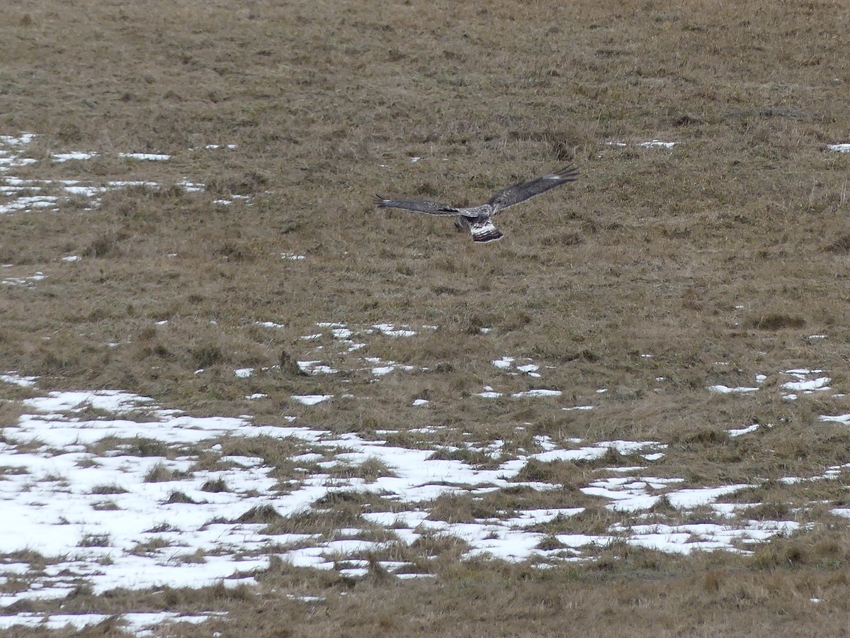 Rough-legged Hawk - ML561887371