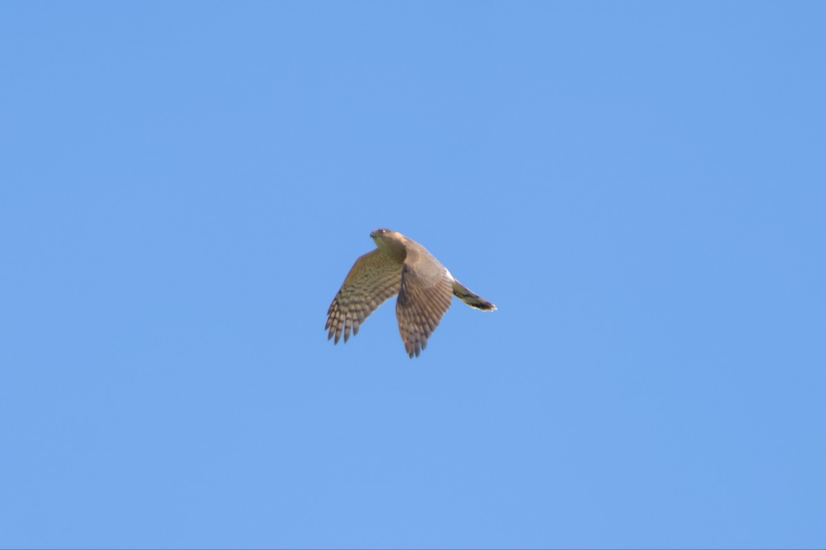 Cooper's Hawk - ML561887501