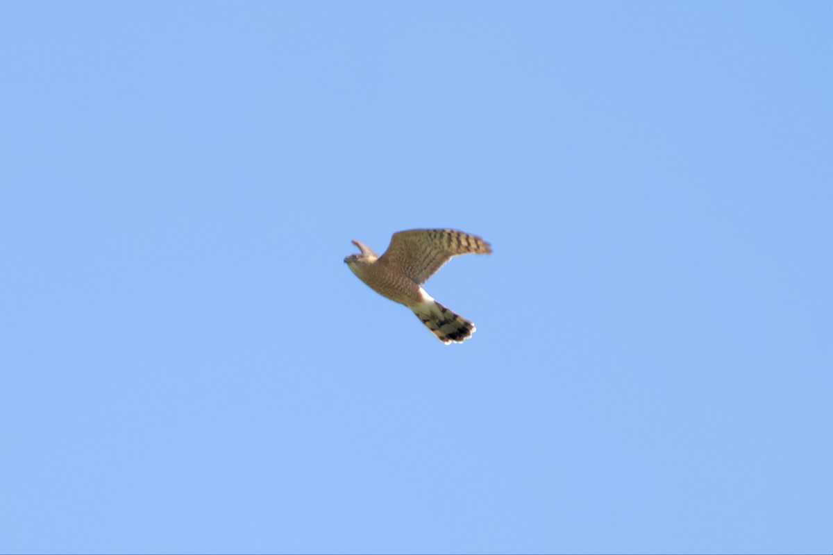 Cooper's Hawk - ML561887511