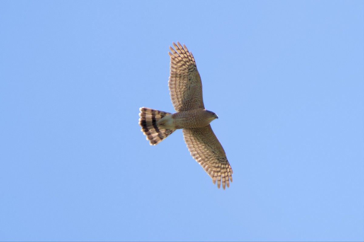 Cooper's Hawk - ML561887521