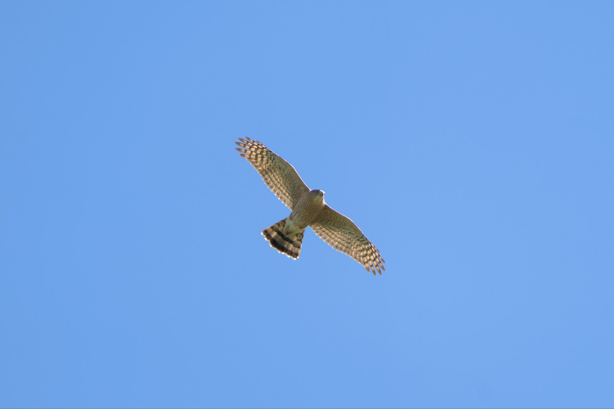 Cooper's Hawk - ML561887531