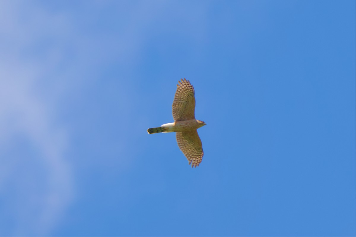 Cooper's Hawk - ML561887541