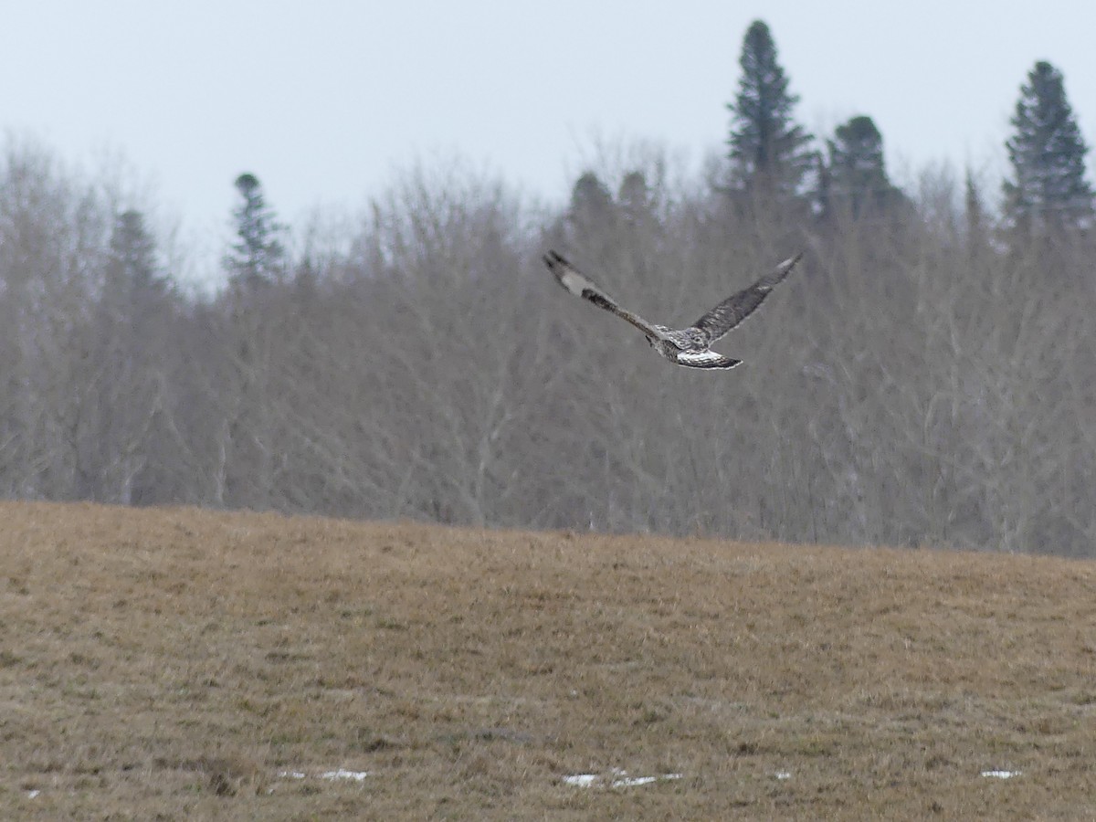 Rough-legged Hawk - ML561887691