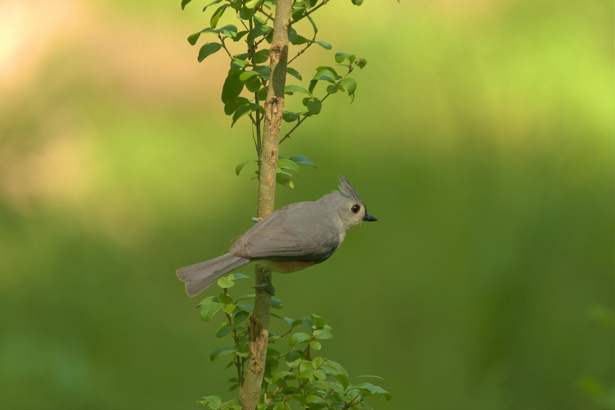 Tufted Titmouse - ML561888841