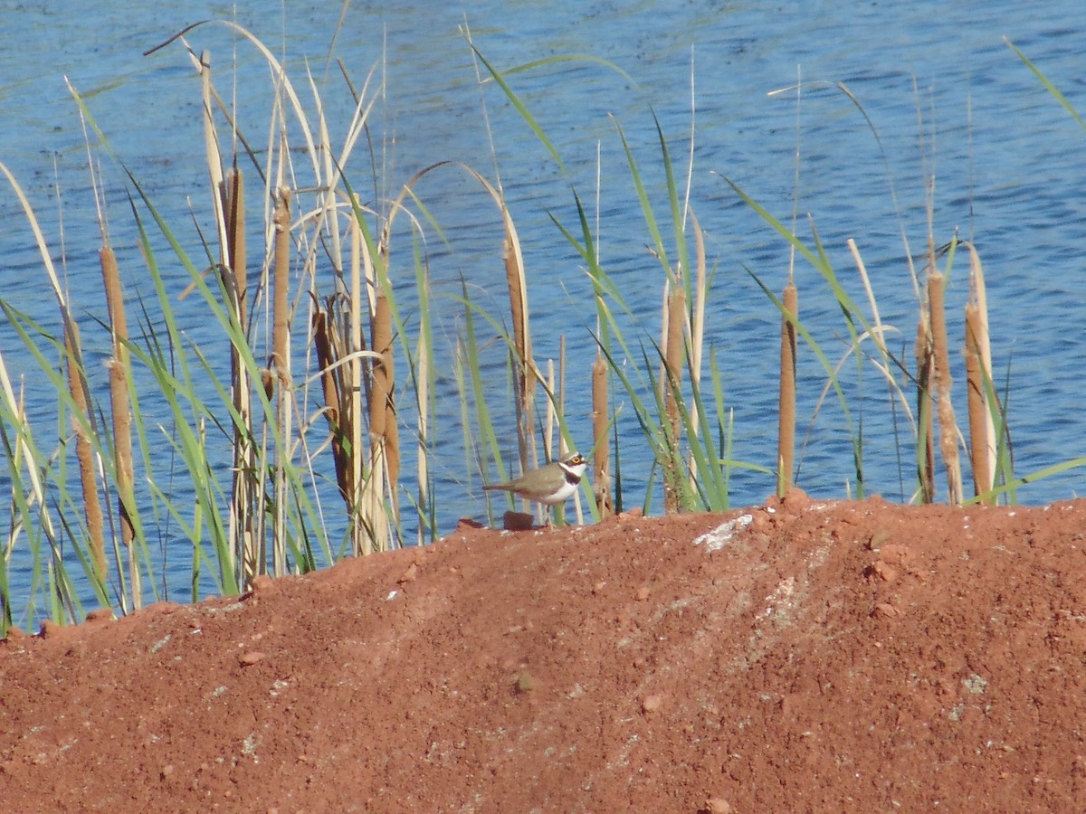 Little Ringed Plover - ML561889911