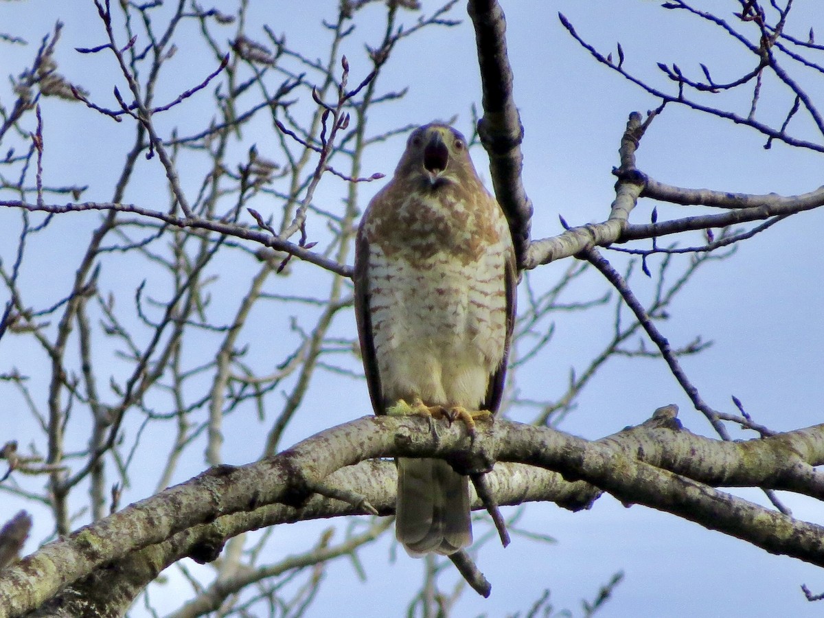 Broad-winged Hawk - Jack Yanko