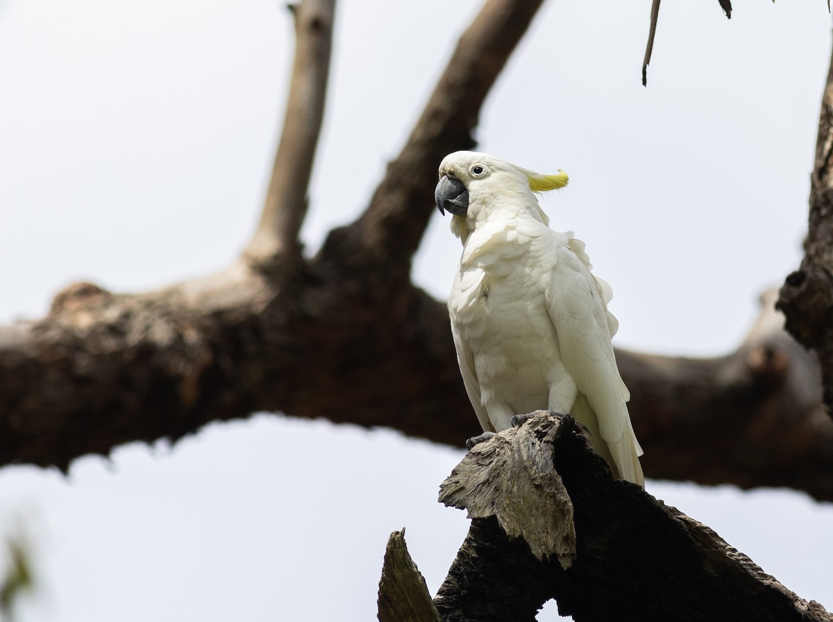 Sulphur-crested Cockatoo - Pedro Nicolau