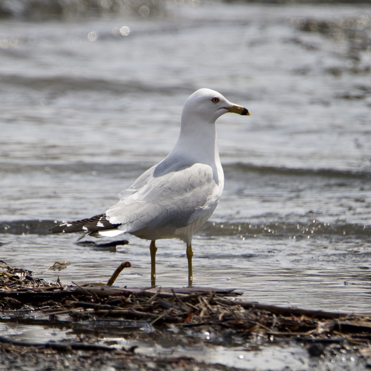 Ring-billed Gull - ML561892911