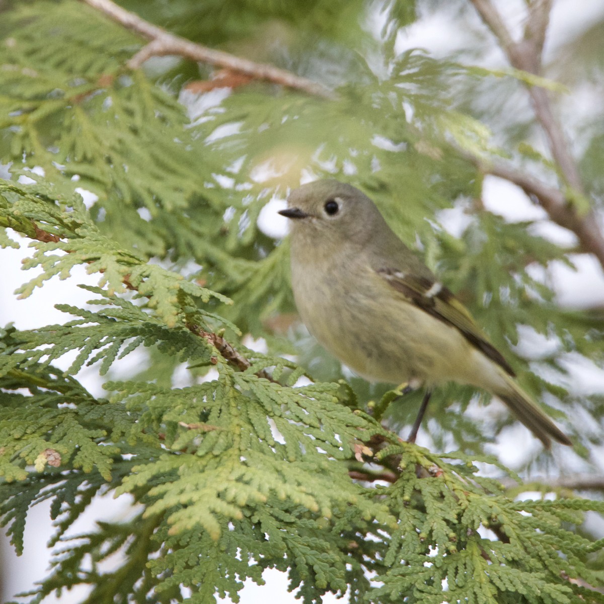 Ruby-crowned Kinglet - Rick Muise