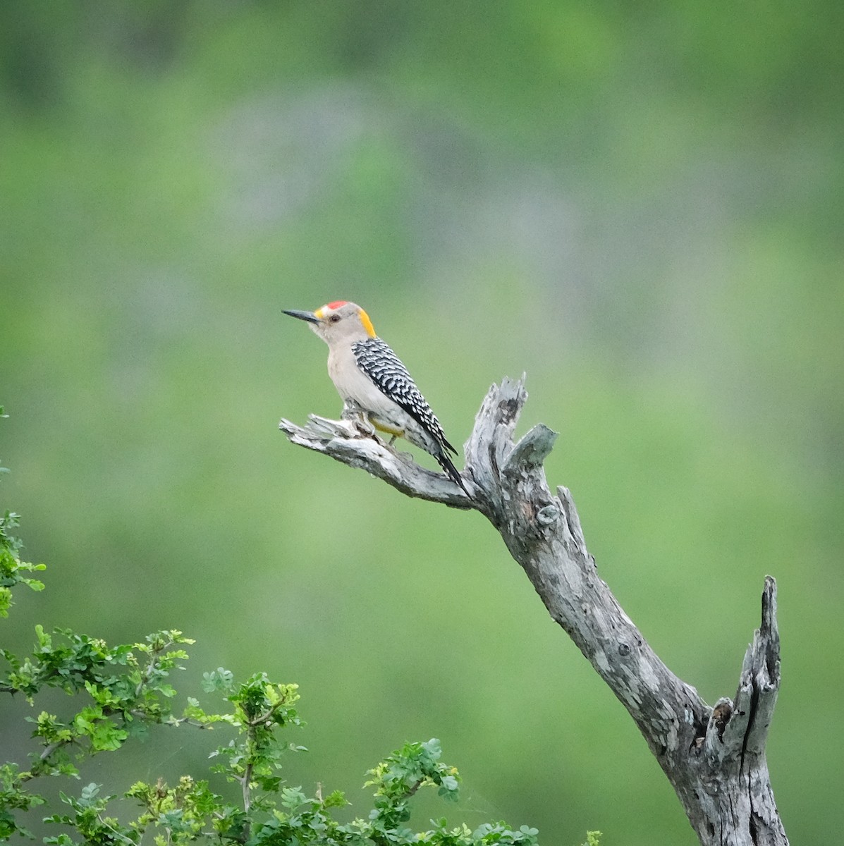 Golden-fronted Woodpecker (Northern) - ML561894921