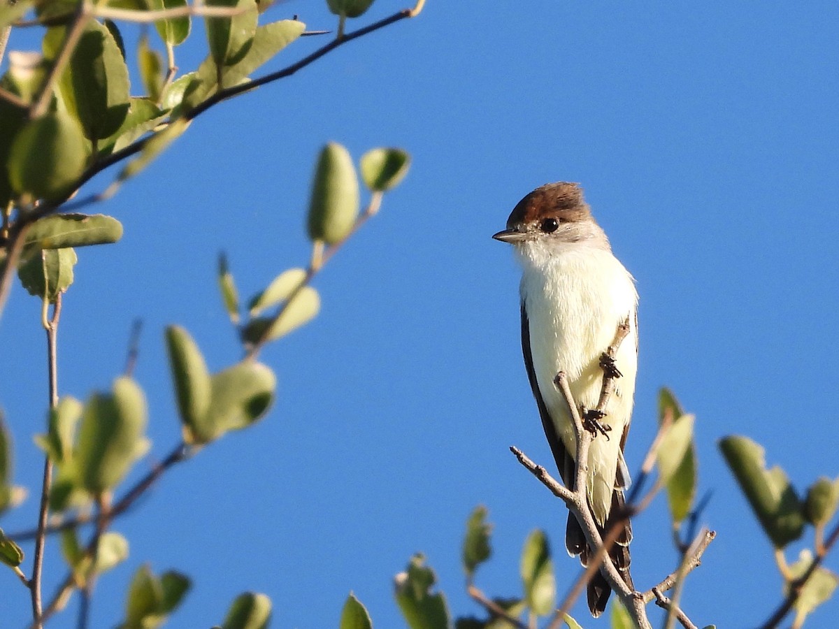 White-naped Xenopsaris - ML561895151