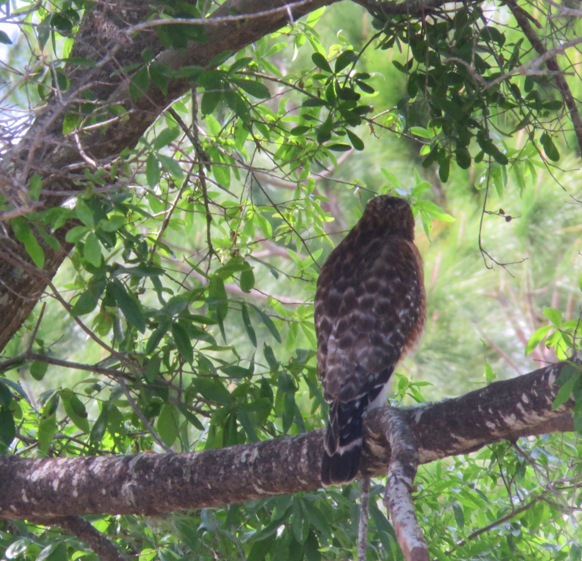 Red-shouldered Hawk - Debbie Cusick