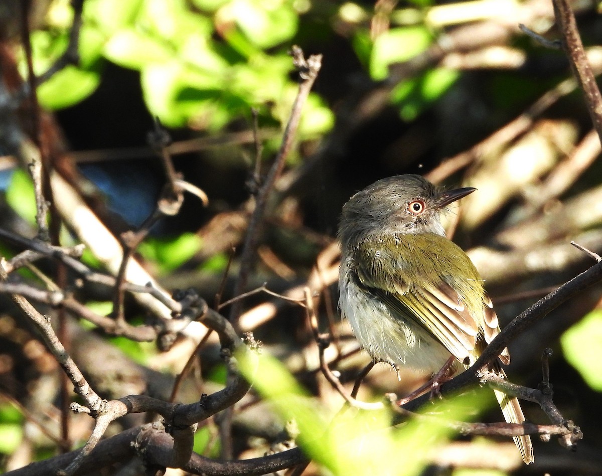 Pearly-vented Tody-Tyrant - ML561896691