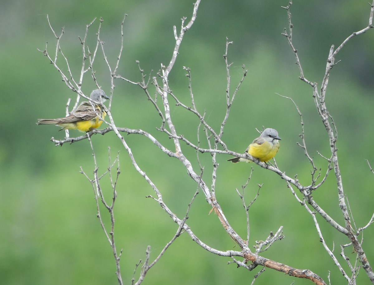 Couch's Kingbird - ML561896851