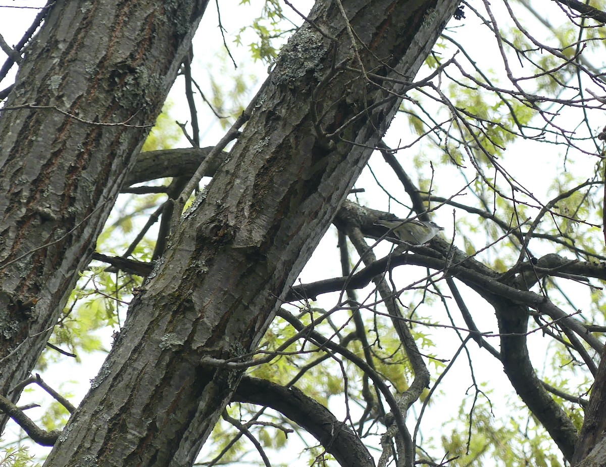 Blue-headed Vireo - ML561897501