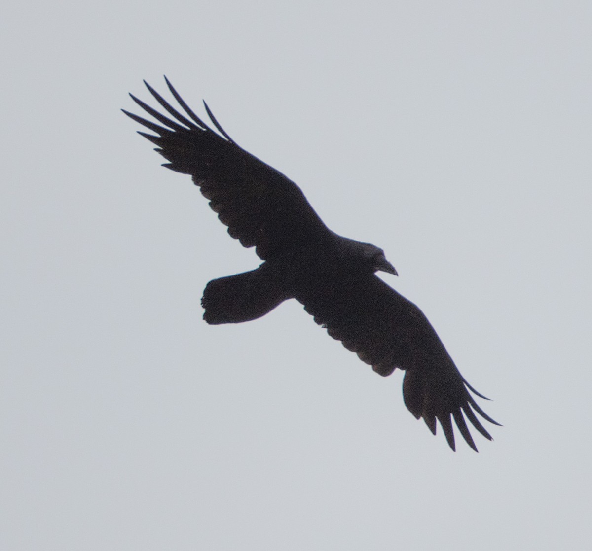 Common Raven - ML561898461