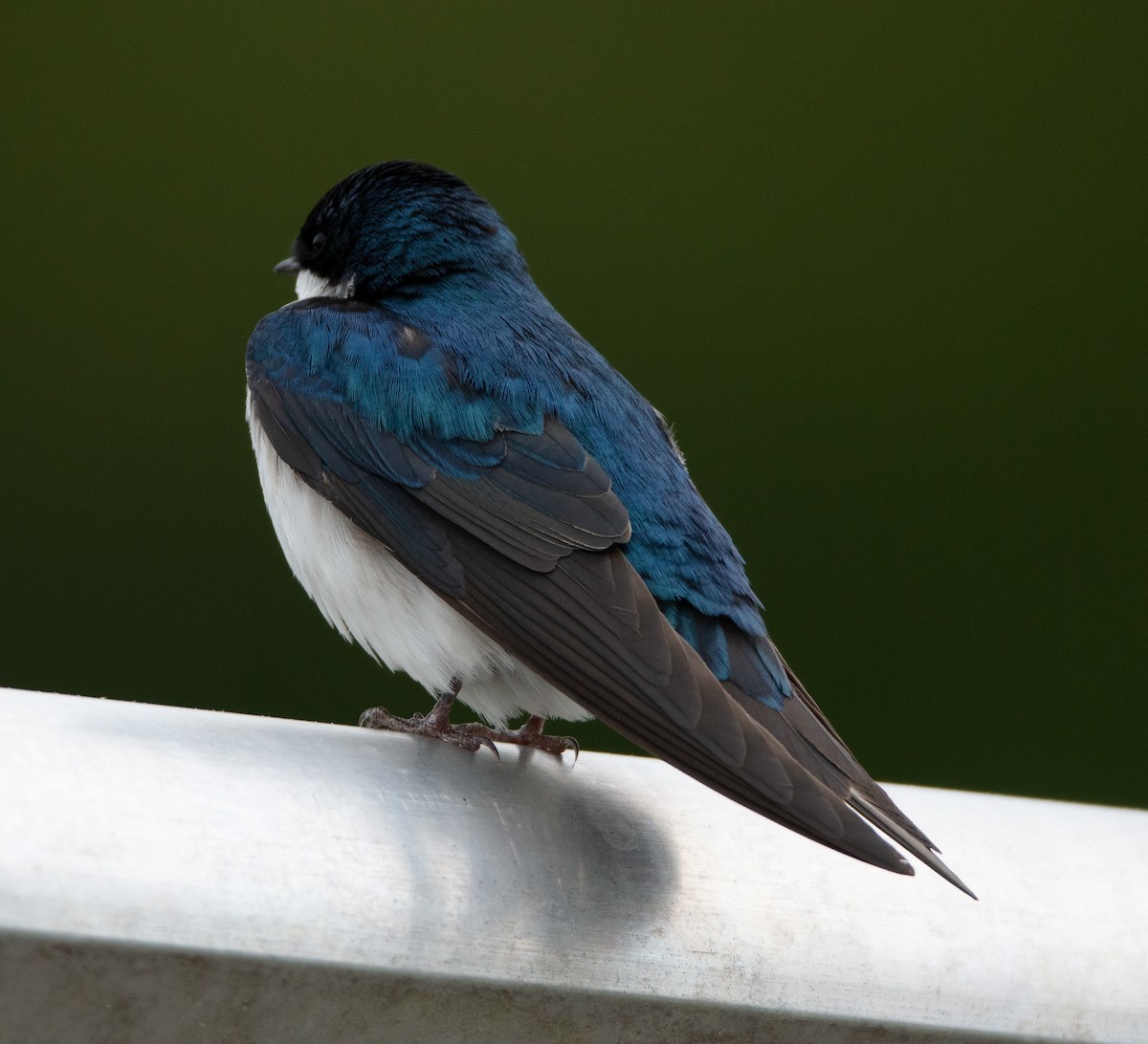 Tree Swallow - ML561898691