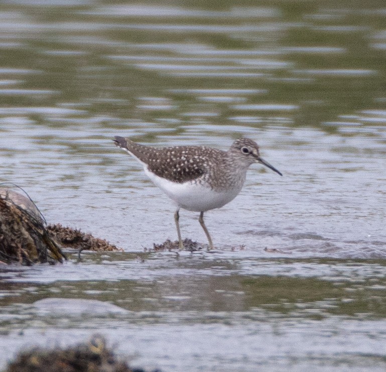 Solitary Sandpiper - Melinda Fawver