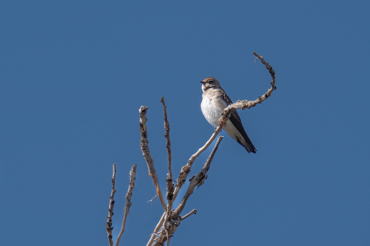 Northern Rough-winged Swallow - ML561898951