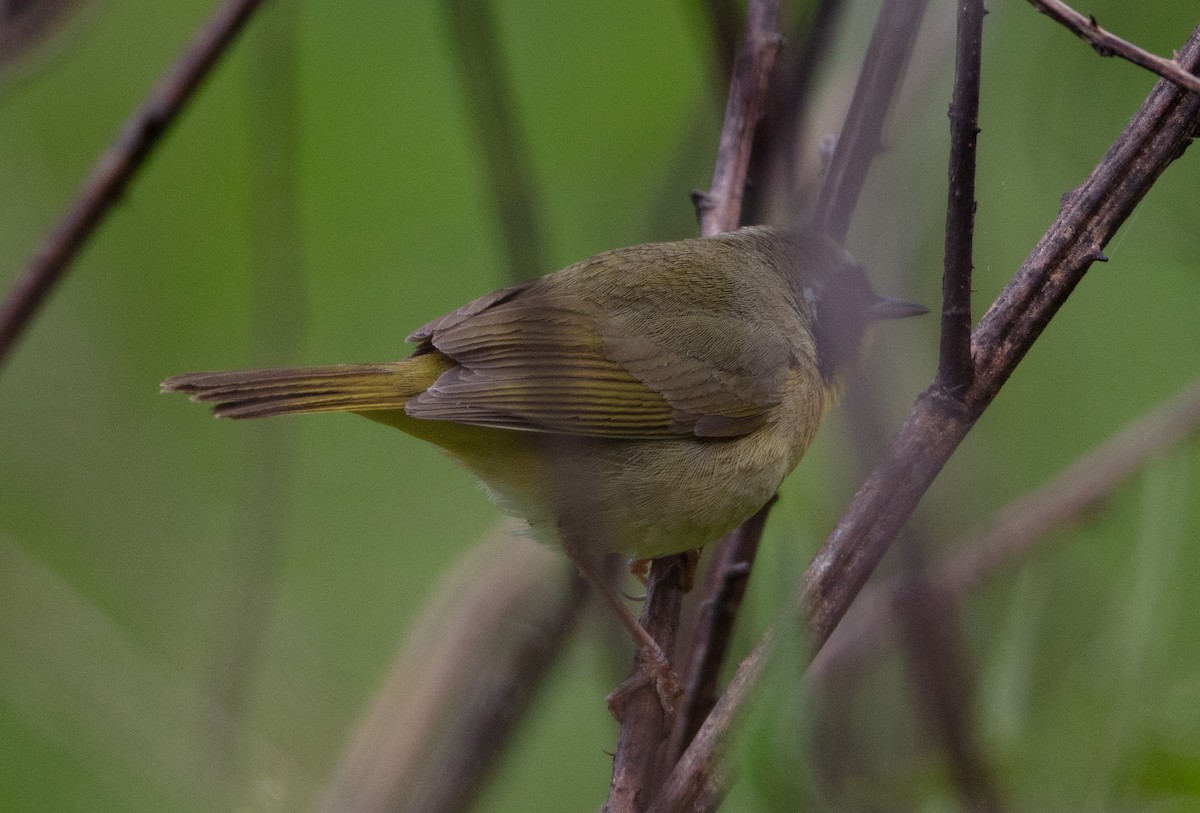 Common Yellowthroat - Melinda Fawver