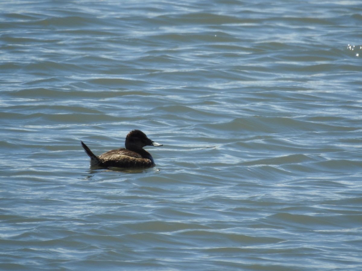 Ruddy Duck - ML56189951