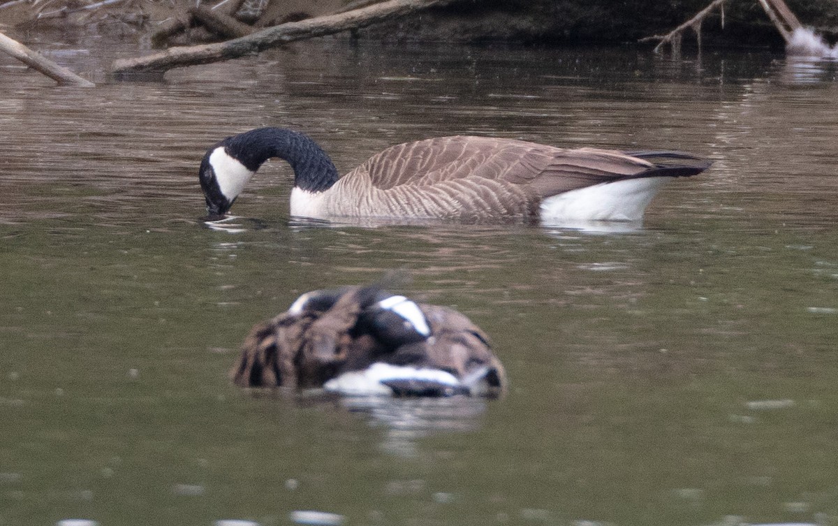 Canada Goose - Melinda Fawver